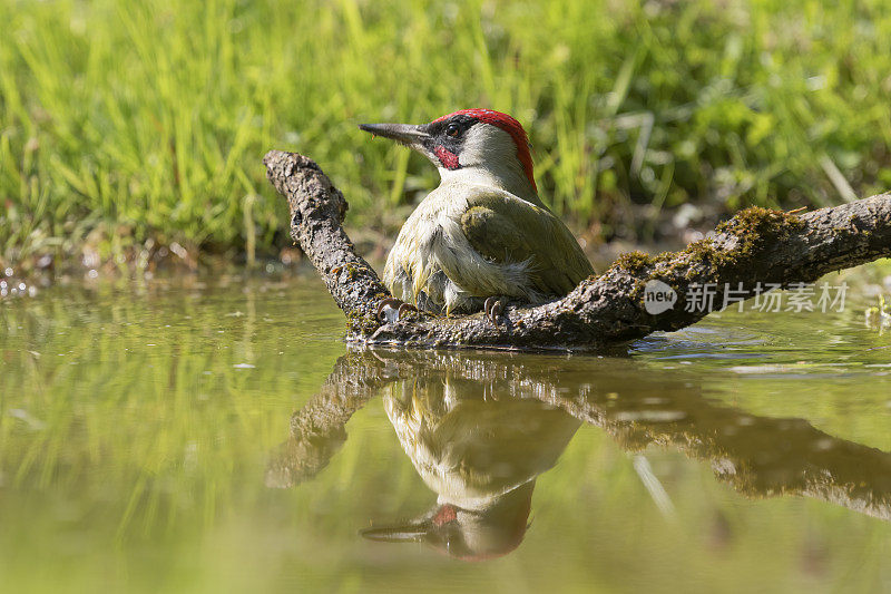 绿啄木鸟清洗(Picus viridis)